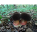 Мицелий Дубовика крапчатого (Boletus erythropus)